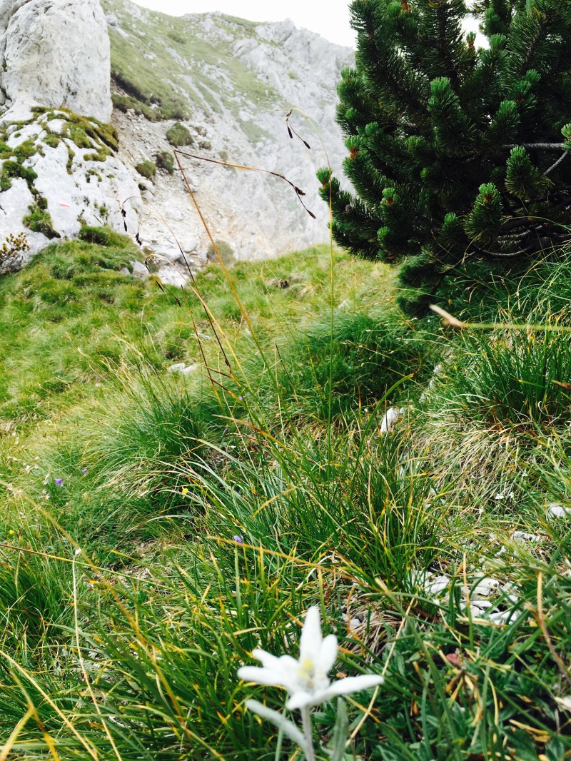 forcella sotto la croce del Monte Schiavon